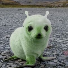 YoPerk