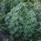 AuTTriBe_JohannesM.#88