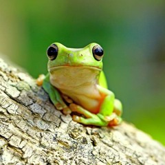 dummy frogs