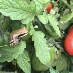 gardening by mail