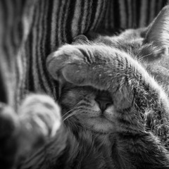 Александр Дорофеев