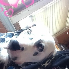 lily34394