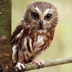 Ozzy_owL