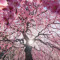 sakurahope