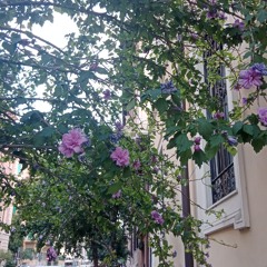ojos sabor violeta