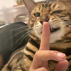 90% là nhạc