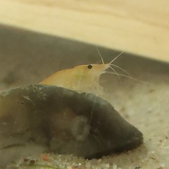 Ratty Shrimp