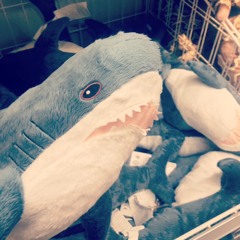 Sharks