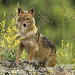 morning jackal