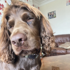 jack