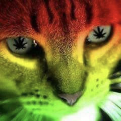 saraaburge