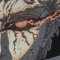 MOONLYGHT01