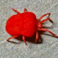 bUgs -,,-