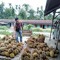 Damen Durian Sidikalang