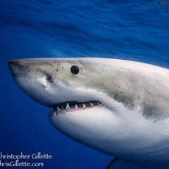 GUBAL POELAWA 🌺💙🦈