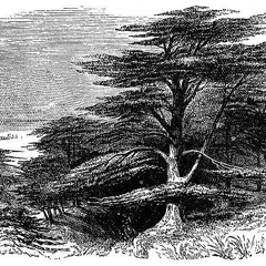 Cedars of Lebanon