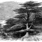 Cedars of Lebanon