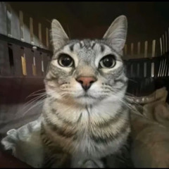 クリスタルキャッスルズ