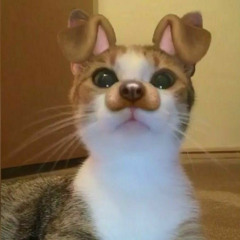 mihowq0