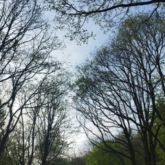 Acid im Wald