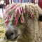 LIL SHEEEP