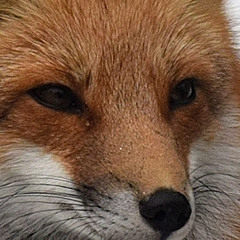 foxsarebetter