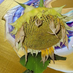 Sinthetic and the Cosmos