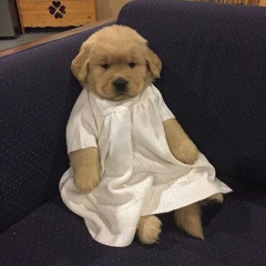 notyourdog