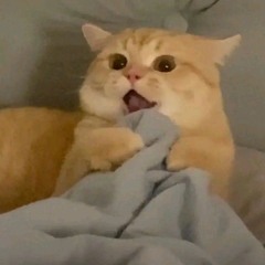 tùng