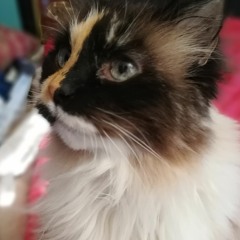 House Cat