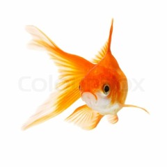 lil high school dropout