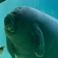 TheQueensofManatees