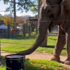 Alephant