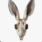 BACARDI BAMBI HENDRIXXX