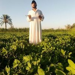 حمو كمونه