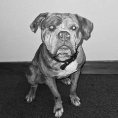 Sean Country - Business Page