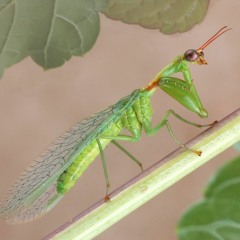 That One Mantispid In Your Backyard