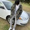 Eugene Icey