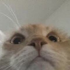 TattleKat
