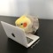 Parrot Willie