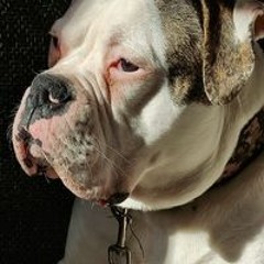 Mario Pepper Galußek