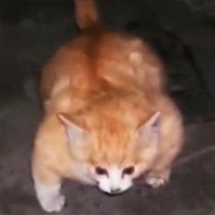 boogy woogy fedboy