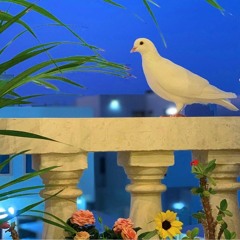Copy of الجزيرة الوثائقية