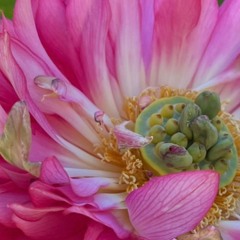 梦觉花开