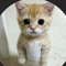 고양이 뽀삐뽀삐보