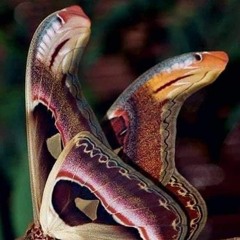 python007