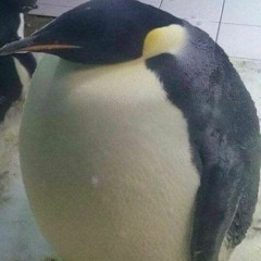 thechonkypenguin