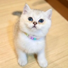 kwanshy