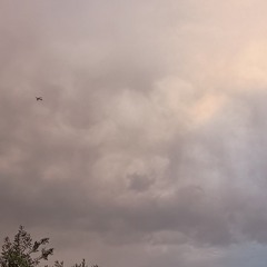 Vii
