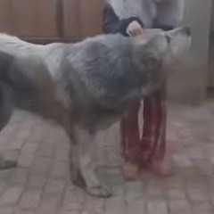 howl